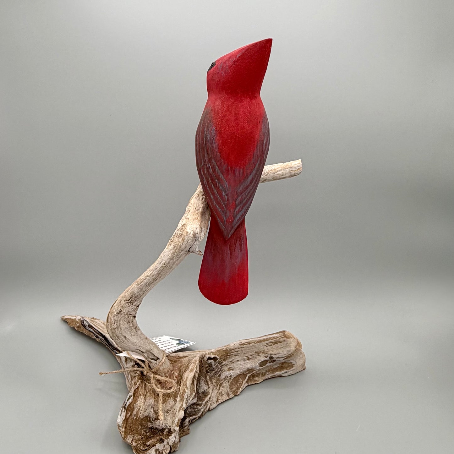Male Cardinal